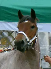 Anira2 170