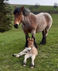 Aron et sa maman Kirina de la Mess