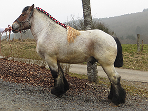 Ducato du Piry