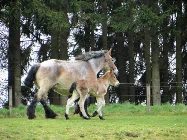 Donna & Fohlen