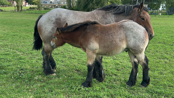 Enzo 15092025 2 600