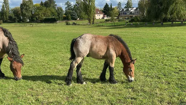 Enzo 15092025 3 600