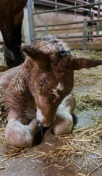 Selina Fillen Luna 2026 2 600