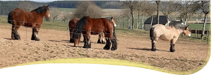 Paerd Wiss 290320 intro