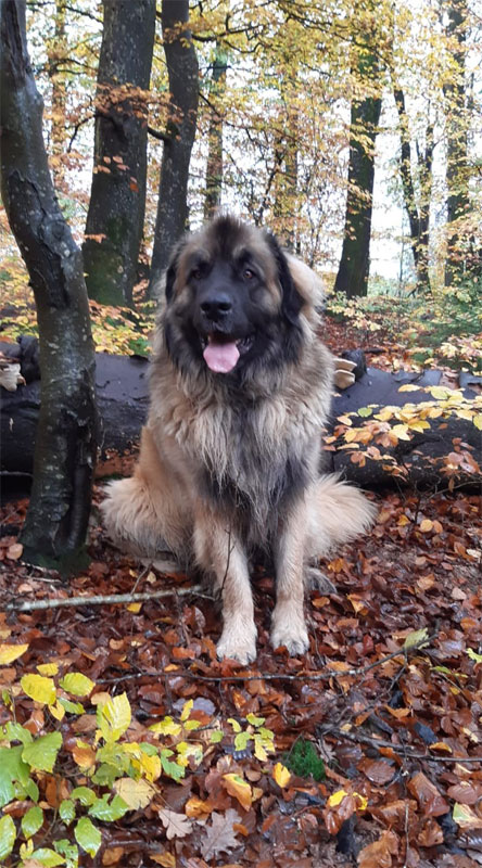 Foto vom Hund Pit sitzend im Herbst-Wald
