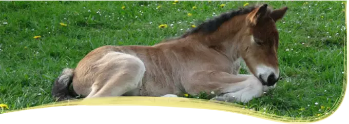 Slide fillen2