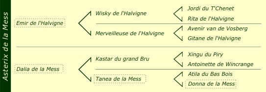 Pédigré Asterix de la Mess