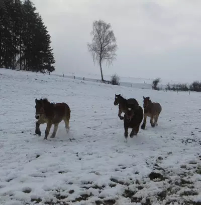 gallerie hiver4