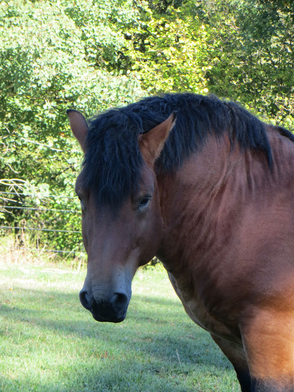 Emir de l'Halvigne