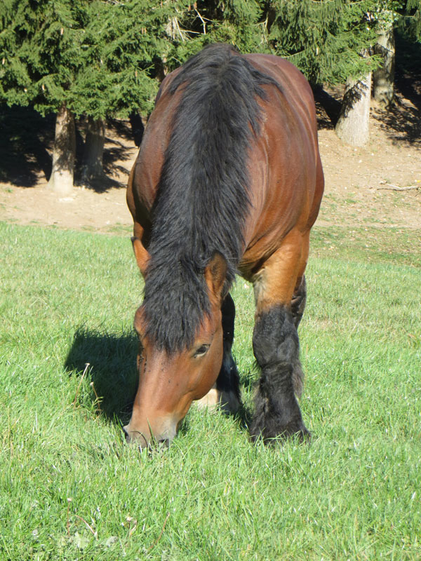 Emir de l'Halvigne