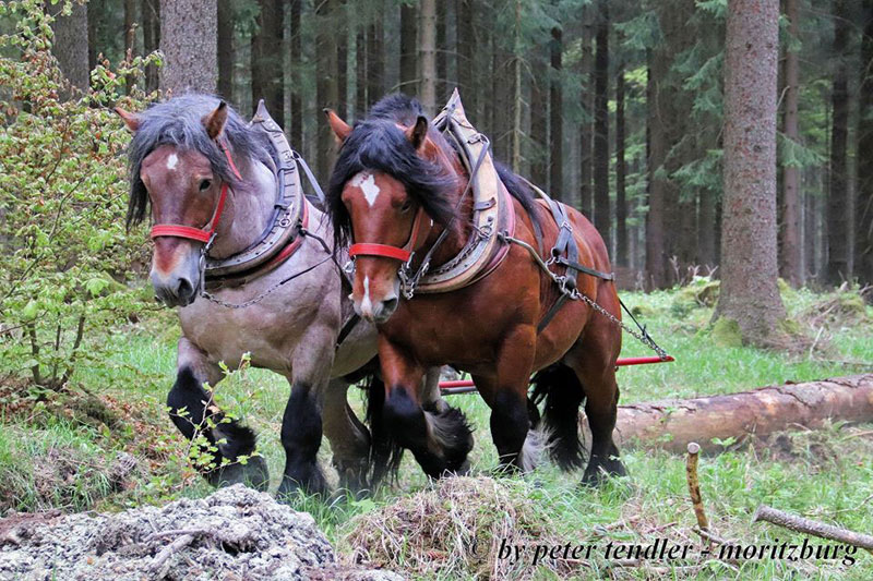 Ducato & Garou de la Mess
