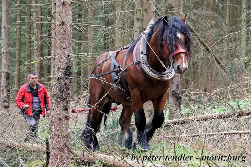 Ducato & Garou de la Mess