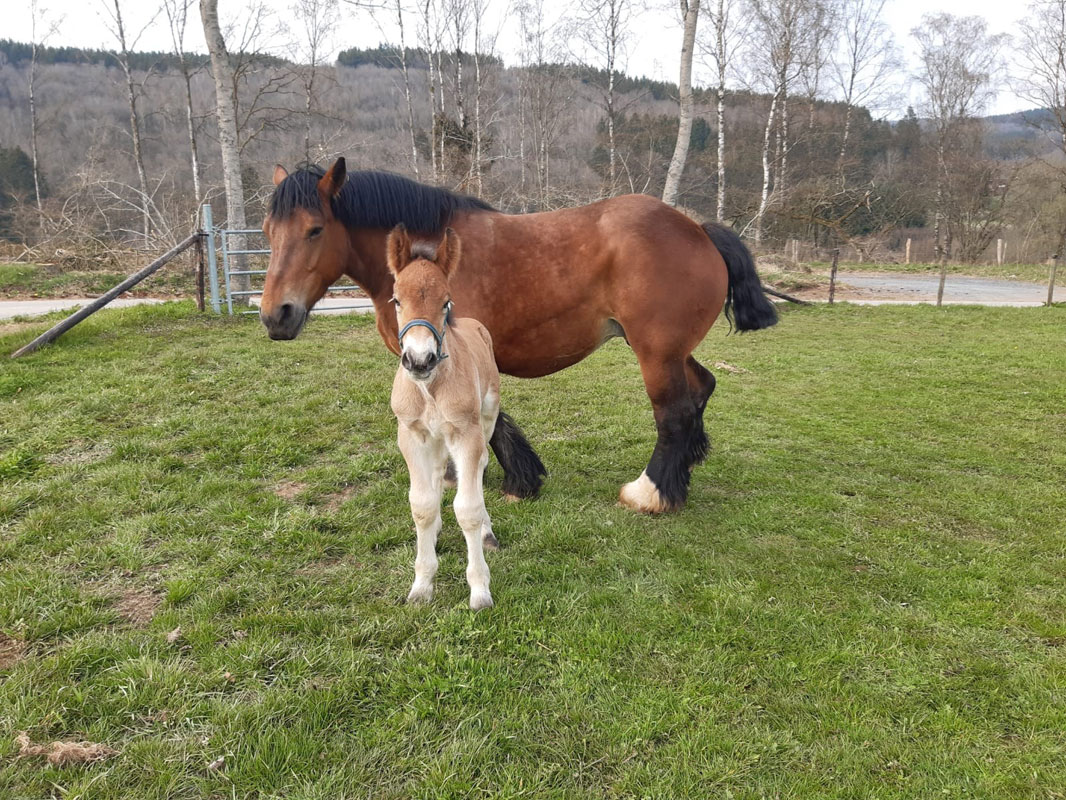 Helios & Gaia de la Mess