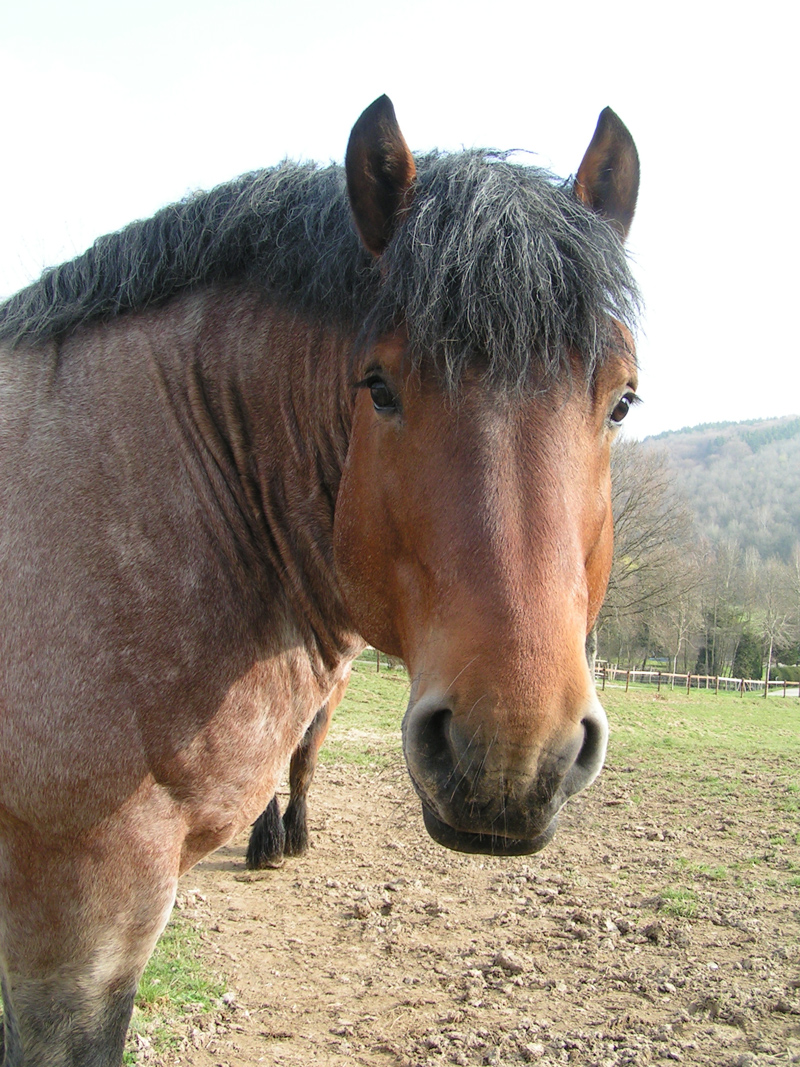 SAM DE L'HALVIGNE