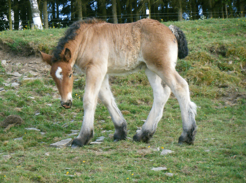 Adera de la Mess