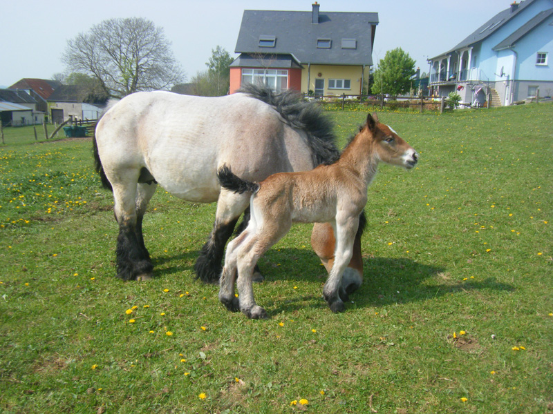 Thyella & Adera