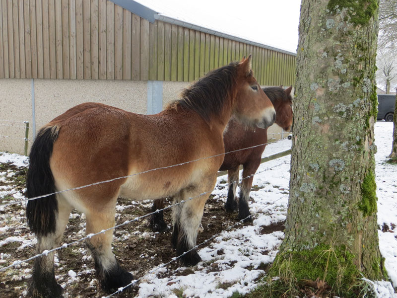 Amina de la Mess