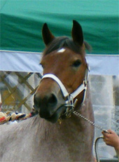 Aïcha de la Mess