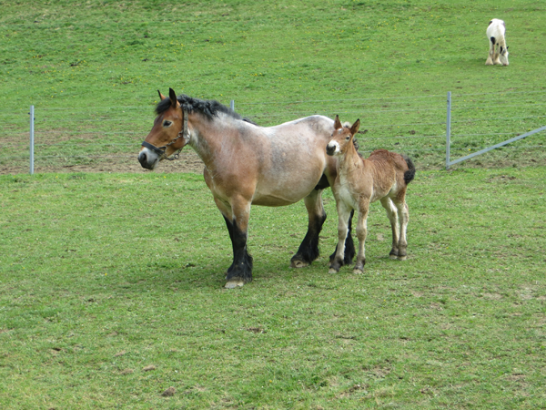 Donna & sa pouliche Tessa de la Mess