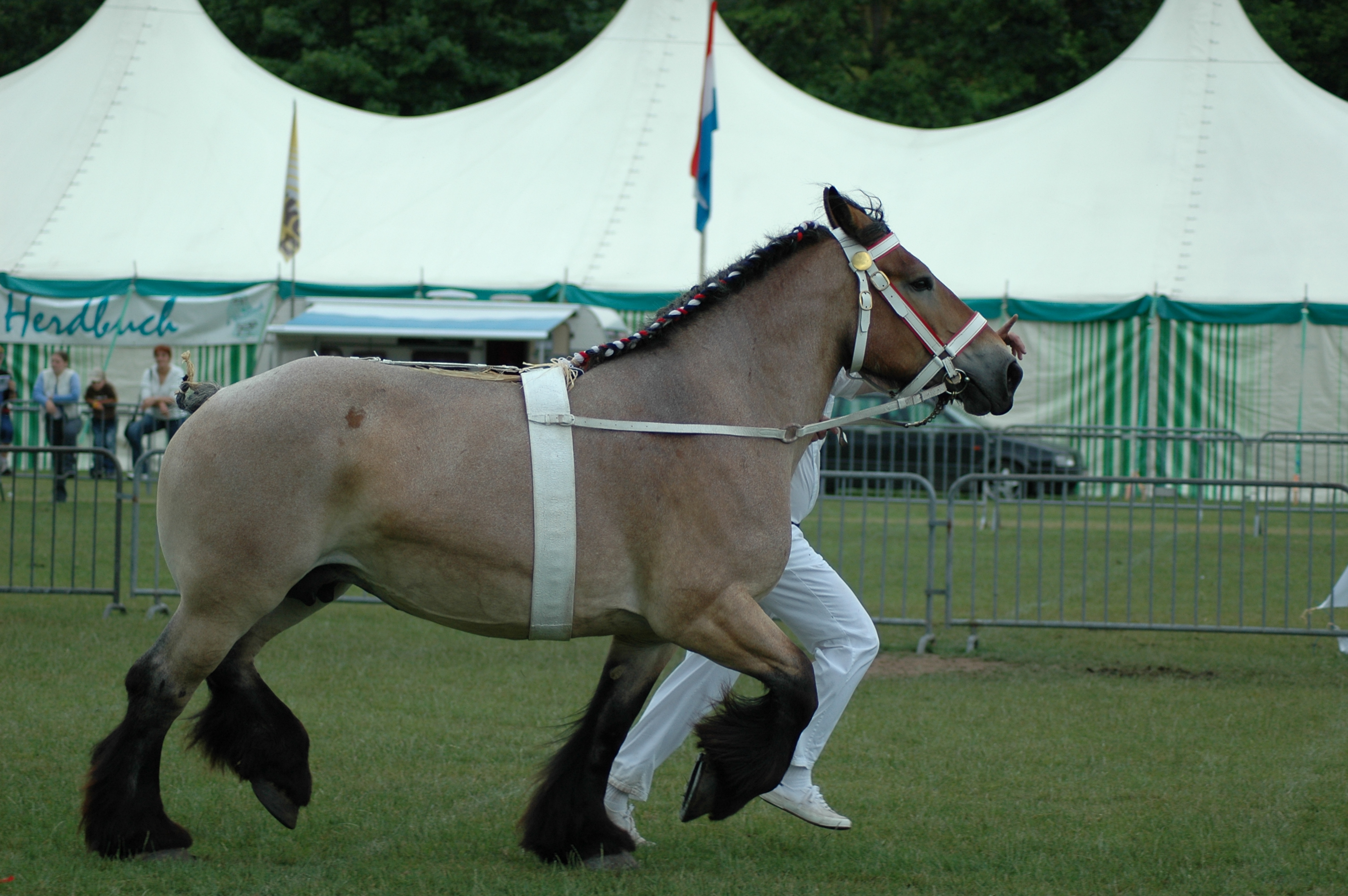 Kina de Limpach