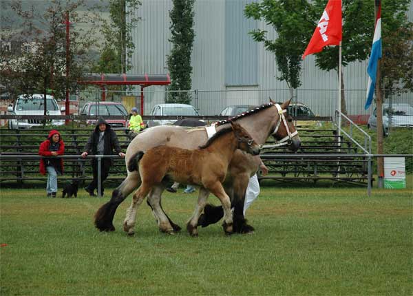 Kina de Limpach