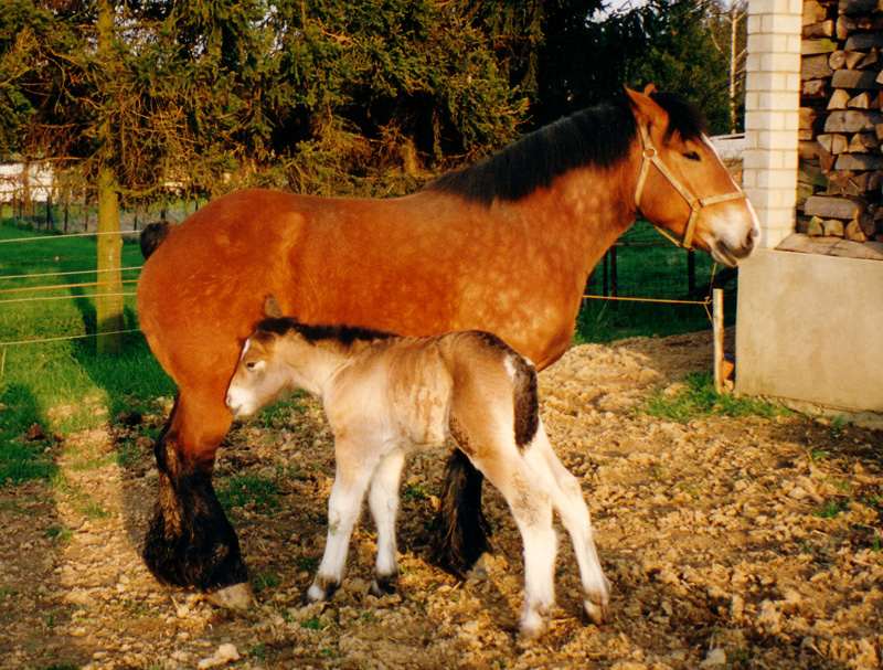 Nella de Garnich
