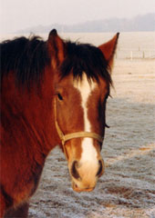 Nella de Garnich