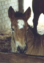 Cora de Limpach