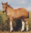 Sedna de la Mess