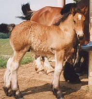 coca