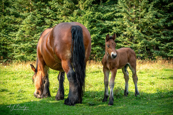 Visite de nos amis et leurs chevaux au Canada