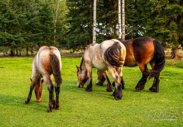 Visite de nos amis et leurs chevaux au Canada