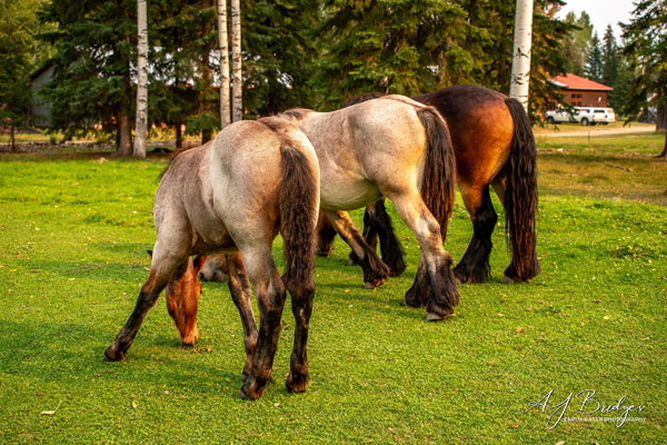 Visite de nos amis et leurs chevaux au Canada