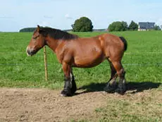 Nella de Garnich