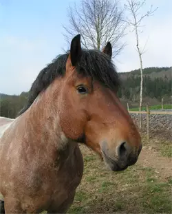 sam3 250