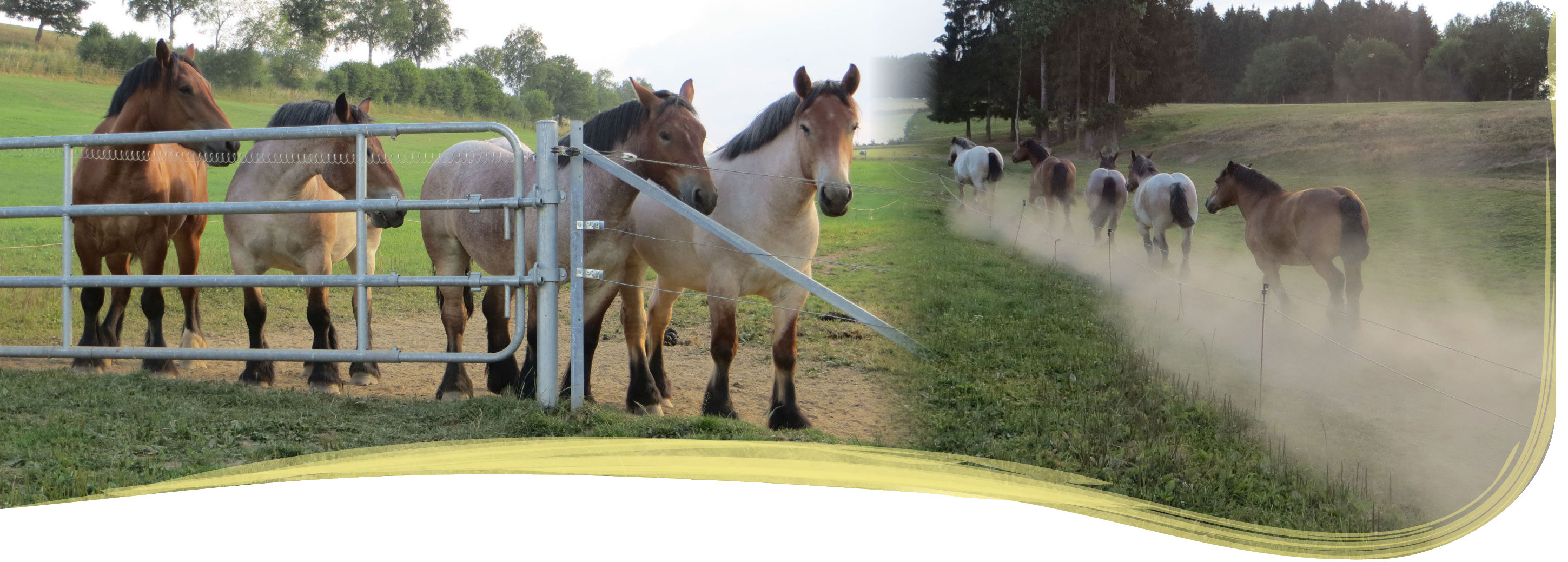 02.Slide Pferde 2018 1