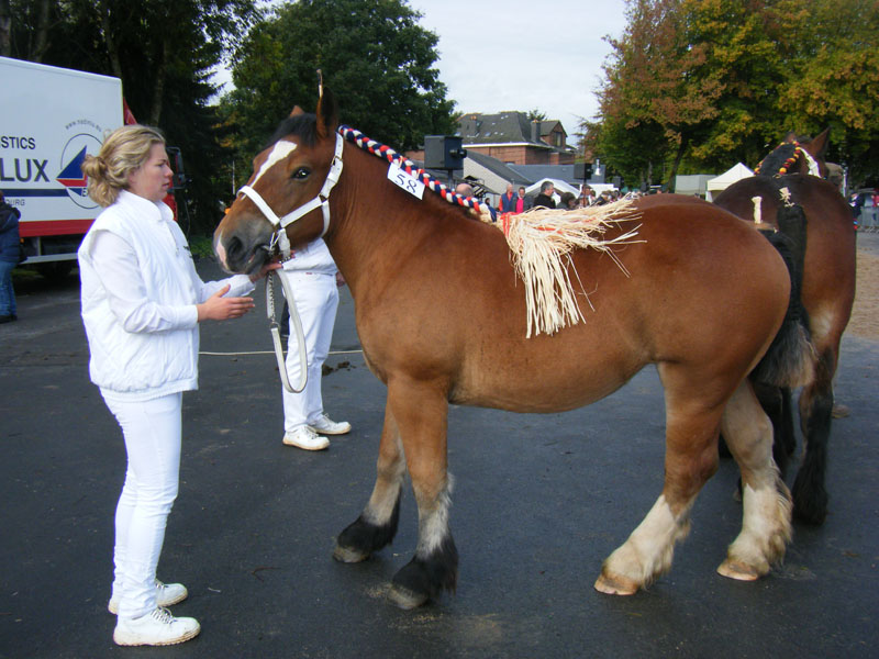 stella2 bastogne 091011 800