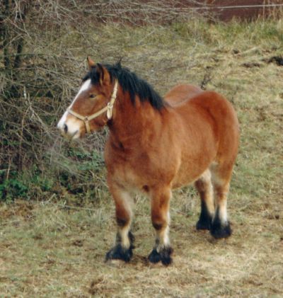 Nella de Garnich